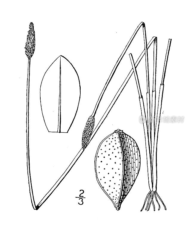 古植物学植物插图:Eleocharis tricostata，三棱刺突